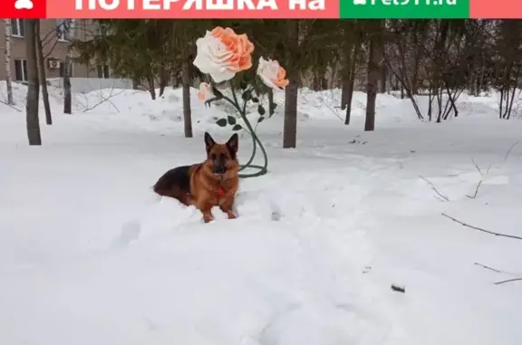 Пропала собака Дори в Казани