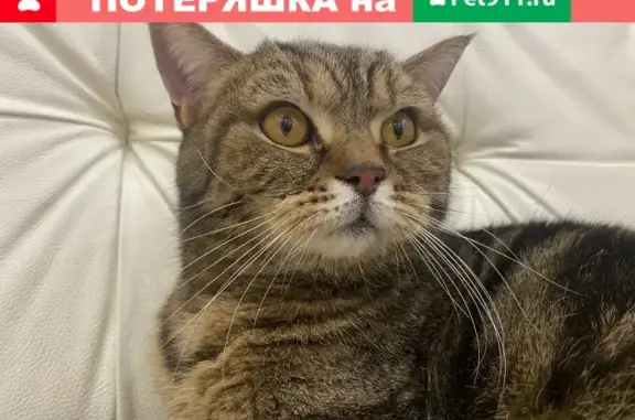 Упитанная кошка найдена в ЖК Мегаполис, Нижний Новгород