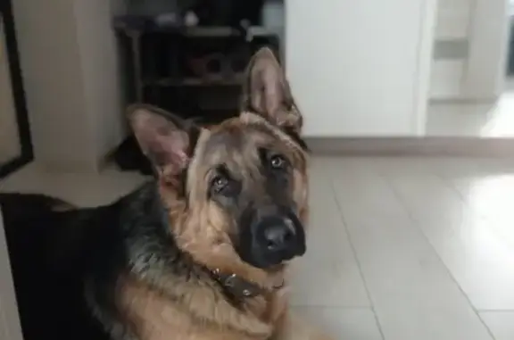 Потерянные животные Калининград, фото: Пропала немецкая овчарка Варя на улице Камская 45