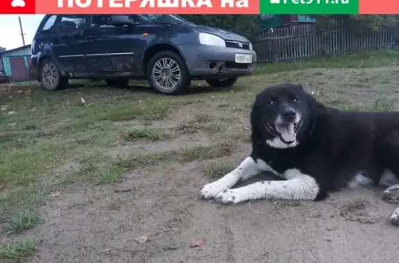 Пропал крупный пёс в деревне Шоткуса