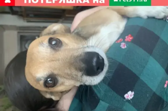 Собака-помесь найдена на Ковровской, Волгоград.