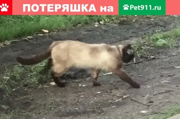 Пропала кошка в Наро-Фоминске, черные лапы и светлое туловище