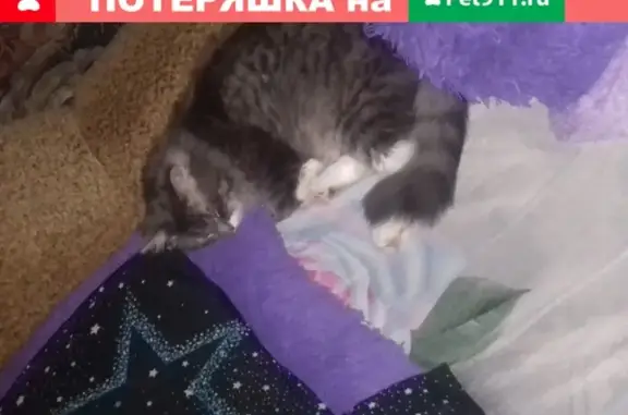 Пропала кошка на Ермолова 253 в Пятигорске