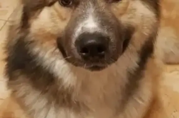 Найдена собака без ошейника в Москве