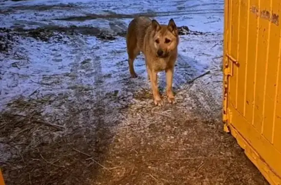 Найдена собака на Казанском ипподроме #потеряласьсобака #казань