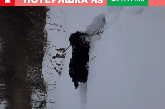 Собаки потеряшки, Тюмень, фото: Потеряшка спаниель Марс в Ембаево, Тюменская обл.