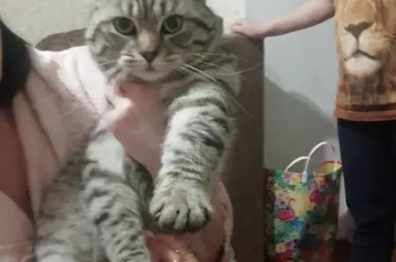 Найден домашний кот в Анапе