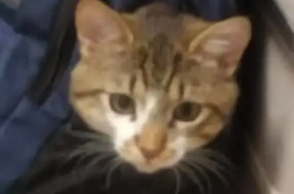 Кошки потеряшки, Казань, фото: Потеряшка кошка в Казани: ул. Габигева 29а, белый пёстрый окрас.