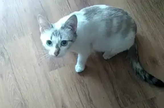Пропала кошка в Кирове с зелёной ленточкой на шее