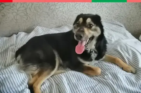 Пропала собака Грета на улице Алданской, Казань