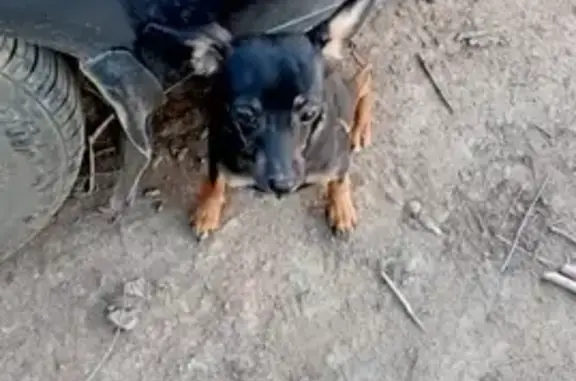 Собака Той Терьер найдена в Астрахани, около садика 112
