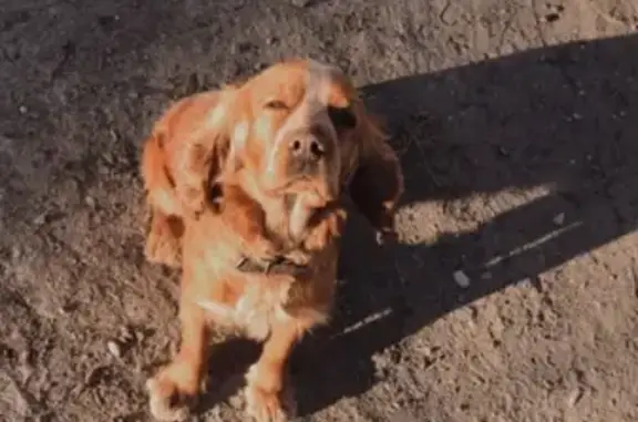 Пропала собака с белым пятном на лбу в Астрахани