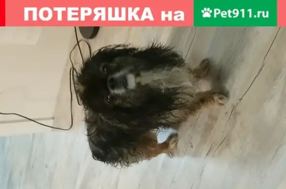 Собака найдена на Московском проспекте, Калининград.