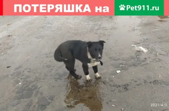 Собака найдена на заводе в поселке Черепичный, Нижний Новгород.