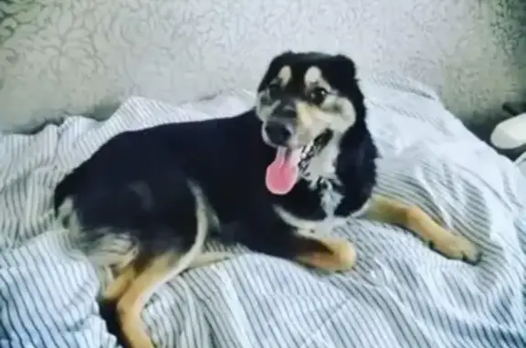 Пропала собака в посёлке Нагорный