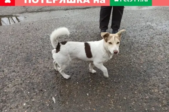 Собака на улице Строителей, 94В