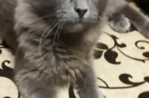 Кошки потеряшки, Набережные Челны, фото: Потеряшка серая кошка на бульваре Кол Гали, Набережные Челны