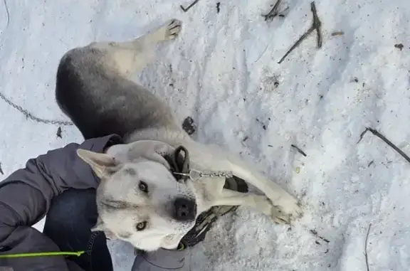 Собаки потеряшки, Липецк, фото: Потеряшка собака Герда возраст 1.4 мес в СНТ Металлург-1, Липецк