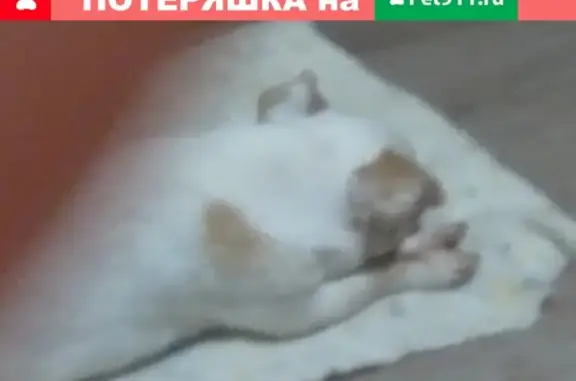 Собака с проблемой на левой стороне найдена в Советском районе, Волгоград.