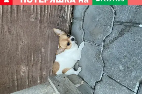 Собака без ошейника найдена в Белгороде.