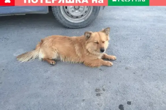 Собачка найдена в Таганроге, похожа на корги.