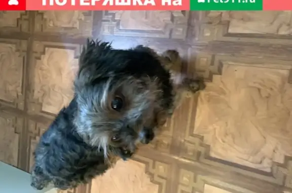Собака найдена в разметелево, СПб.