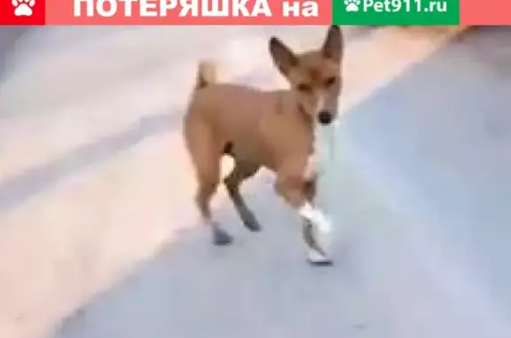 Найдена собака в Токсово, ул. Советов, ищем хозяина!