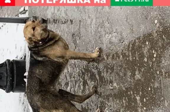 Собака у метро в Москве, найдена 2.4.21 в 9 утра.