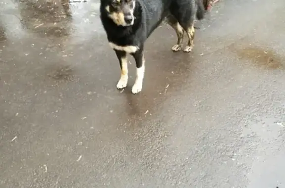 Найдена собака Кобель возле дома №2 на ул. Римского-Корсакова