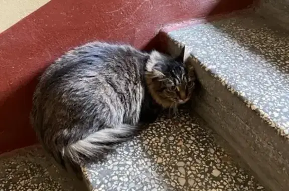 Найдена кошка в доме в Санкт-Петербурге