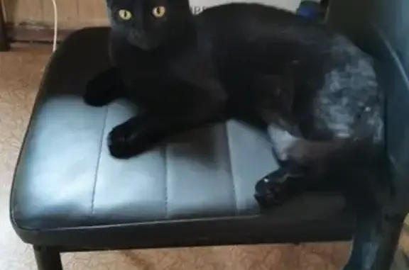Молодая чёрная кошка найдена в Москве