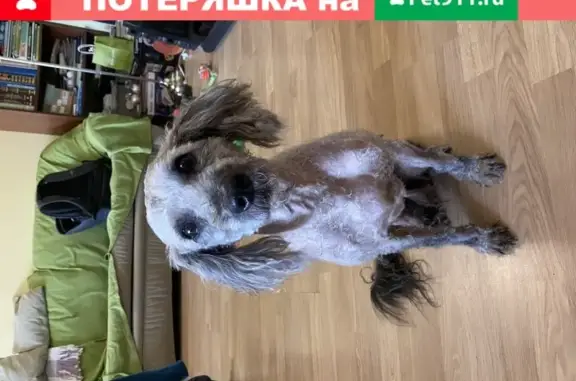 Найдена собака с ошейником в Москве