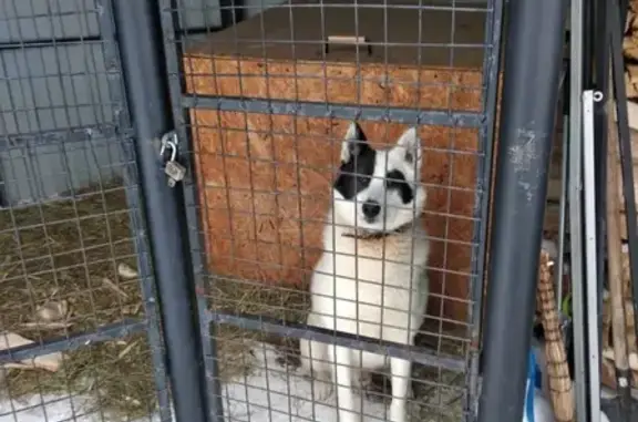 Собаки потеряшки, Томск, фото: Потеряшка собака в пос. Ключи Томского района, кличка Туман.