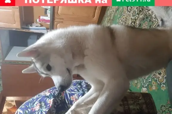 Пропала собака в Дзержинском районе, хаски в зелёном ошейнике, 89831228458, Новосибирск.