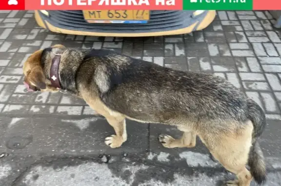 Собака найдена возле метро аэропорт Москва
