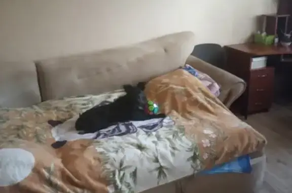 Потерянные животные Калининград, фото: Пропала собака на Верхнем озере в Калининграде