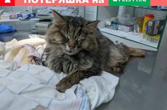 Найдены кошка и кот в Кузьминках и Москве