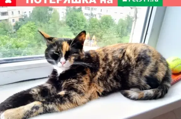 Пропала кошка на Будённого 13, вознаграждение