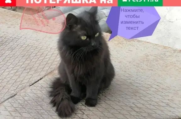 Найдена кошка на Рябиновой, ищет дом