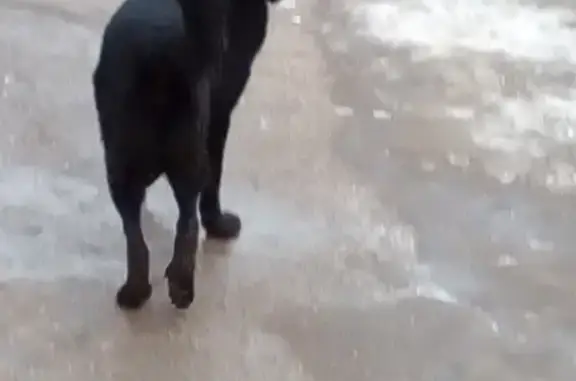 Найден пёс на ул. Уссурийская в Перми