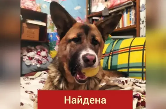 Найдена ласковая собака на Хабаровской улице