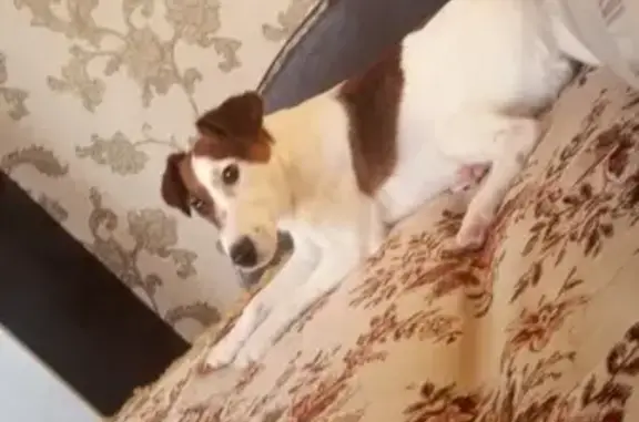 Собаки потеряшки, Ульяновск, фото: Потеряшка собака Фокси на пр. Академика Филатова, 3