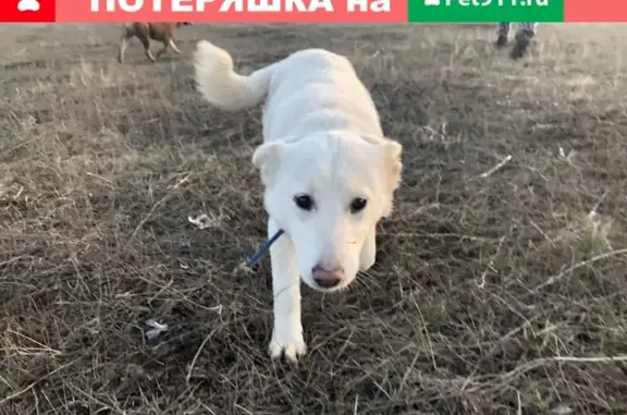 Найдена собака ЗЖМ, ищет хороший дом в Ростове.