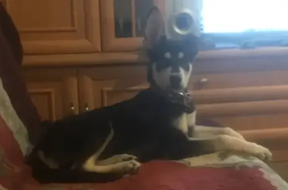 Потерянные животные Калининград, фото: Пропала собака Стивен в Ленинградском районе, Калининград