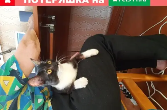 Найден домашний кот на улице Орджоникидзе
