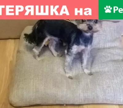 Собаки потеряшки, Липецк, фото: Потеряшка Йорк Рокки, ул. Меркулова 5, Липецк