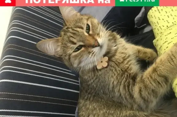 Объявления о пропавших и найденных животных, Ижевск, фото: Пропала кошка Катя в Ижевске