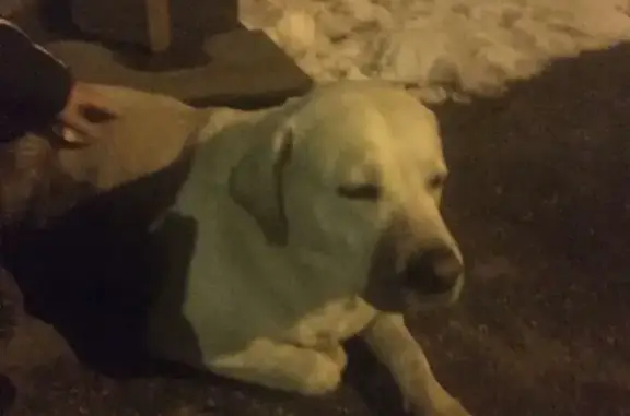 Собака найдена на улице Родионова, Нижний Новгород