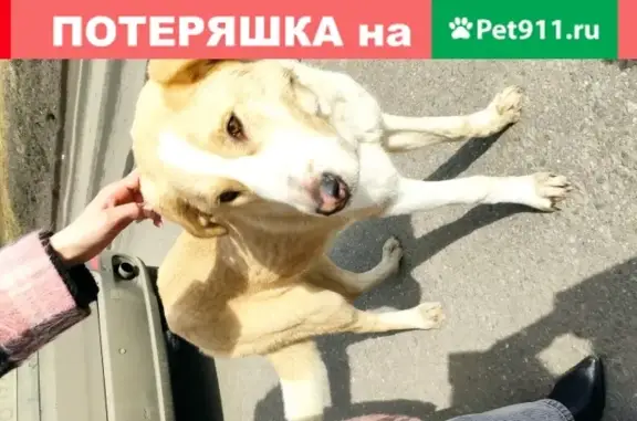 Найдена собака возле ТЦ Шелковый путь в Москве