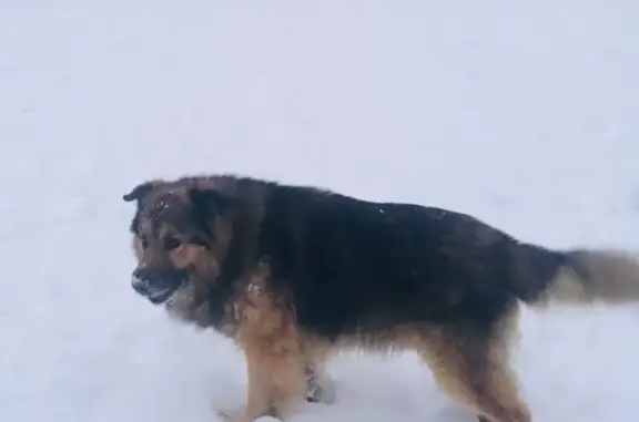 Пропала собака в Ногинском районе, д. Каменки-дранишниково